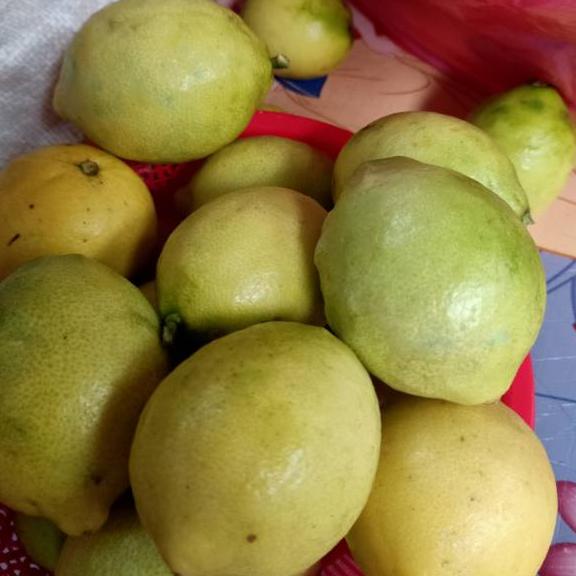 

BEST RATING Lemon lokal berat 1kg ! 857