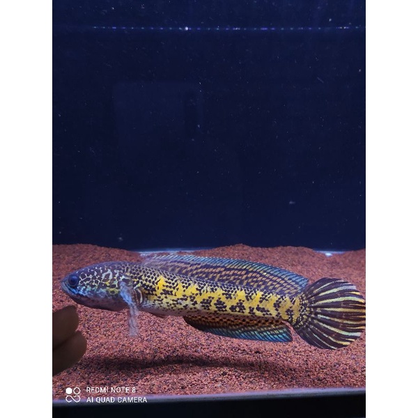 auranti ±18 cm, flaring, rawatan dari kecil