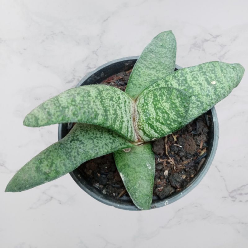 Sukulen Gasteria Armstrongii