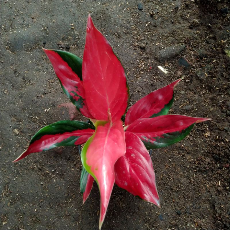 Aglaonema Red Ayu