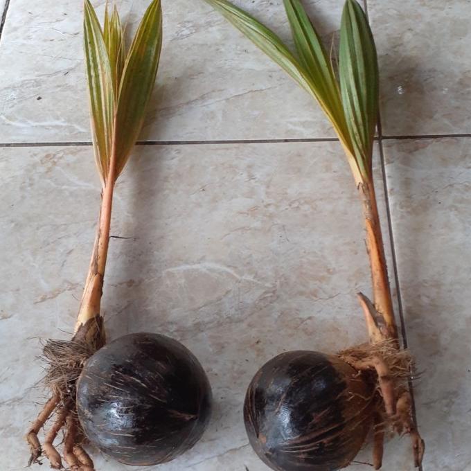 bonsai kelapa bibit gading orange