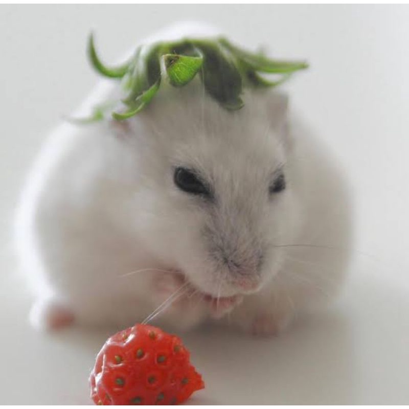 Dehydrated Strawberry Snack Hamster/Kelinci Buah Stroberi Kering