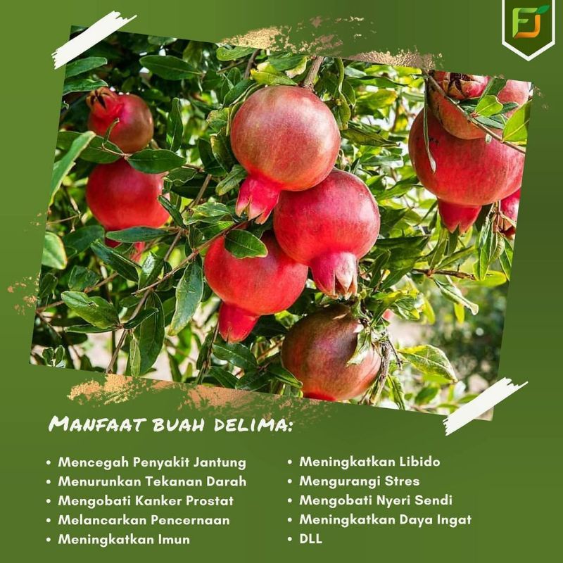 Pupuk Booster Organik Pelebat Buah Delima Dan Perangsang Agar Cepat Berbuah