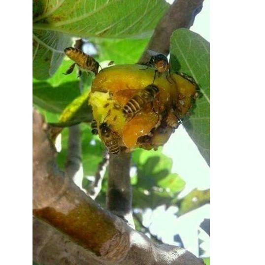 

TELAH HADIR BIBIT BUAH TIN terlaris € 869