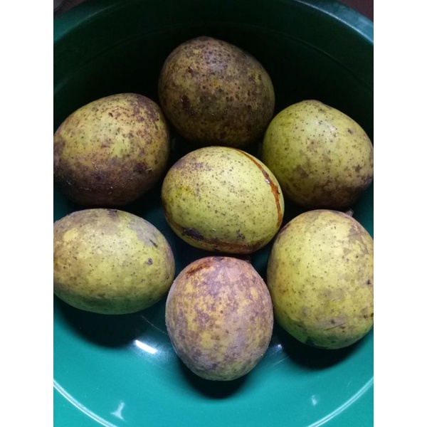 Jual Buah Limus Buah Bacang Segar 1kg Shopee Indonesia