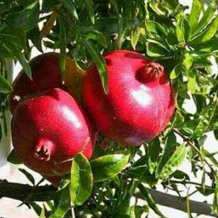 

➶ bibit delima merah Gian turki,buah besar ヰ