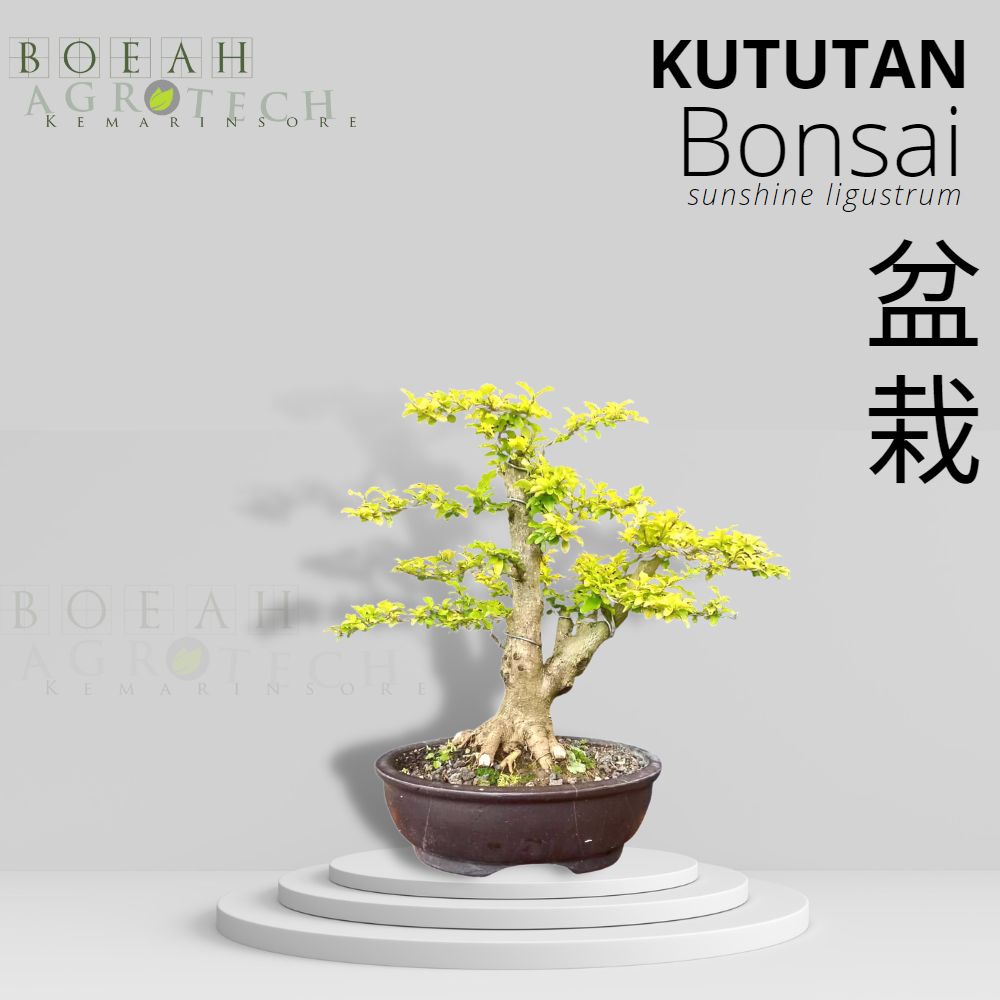 Tanaman Bonsai Hidup Legistrum Golden/ Sunshine Ligustrsum/ Bonsai Kututan Kuning ( Bonsai Jadi Free Pot &amp; Siap Pajang)