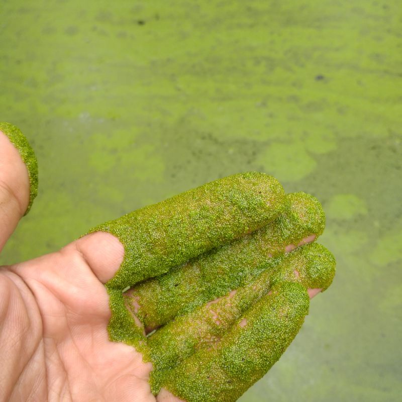 WOLFIA BIBIT INDUKAN WOLFFIA ARHIZZA