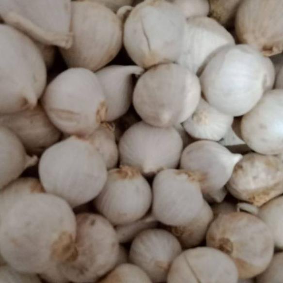 

COD✔️1kg Bawang Lanang/Bawang putih tunggal import|SQ3