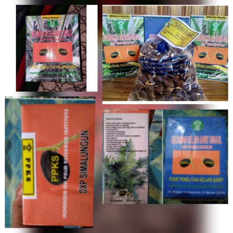 Benih bibit unggul kelapa sawit simalungun