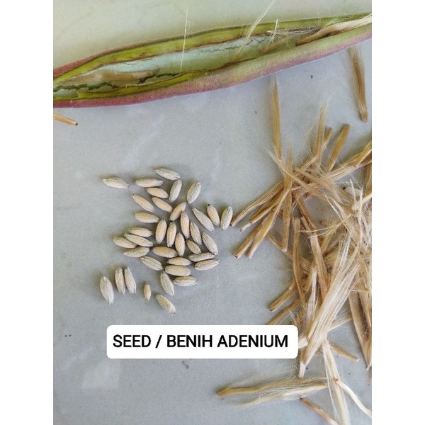 SEED / BENIH ADENIUM KARAKTER