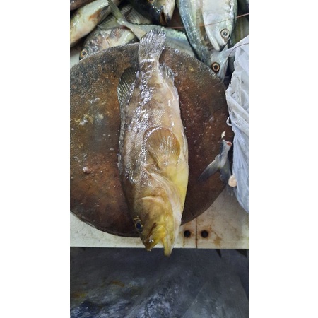 

Kerapu Karang Segar