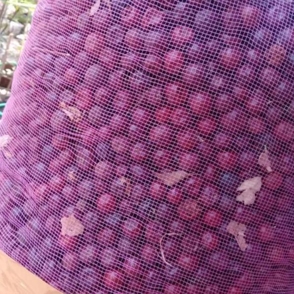 

(Y-8-6❤) BUAH BIDARA KERING 1 KG paling laris
