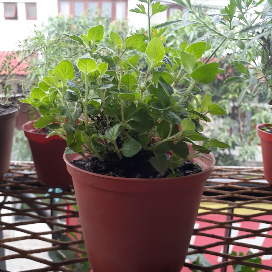 Tanaman Oregano / Greek Oregano