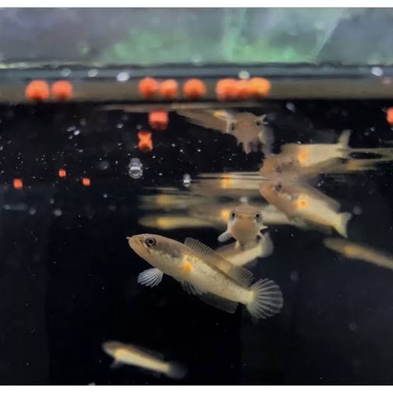 Limbata Golden Stripe 4-5 cm