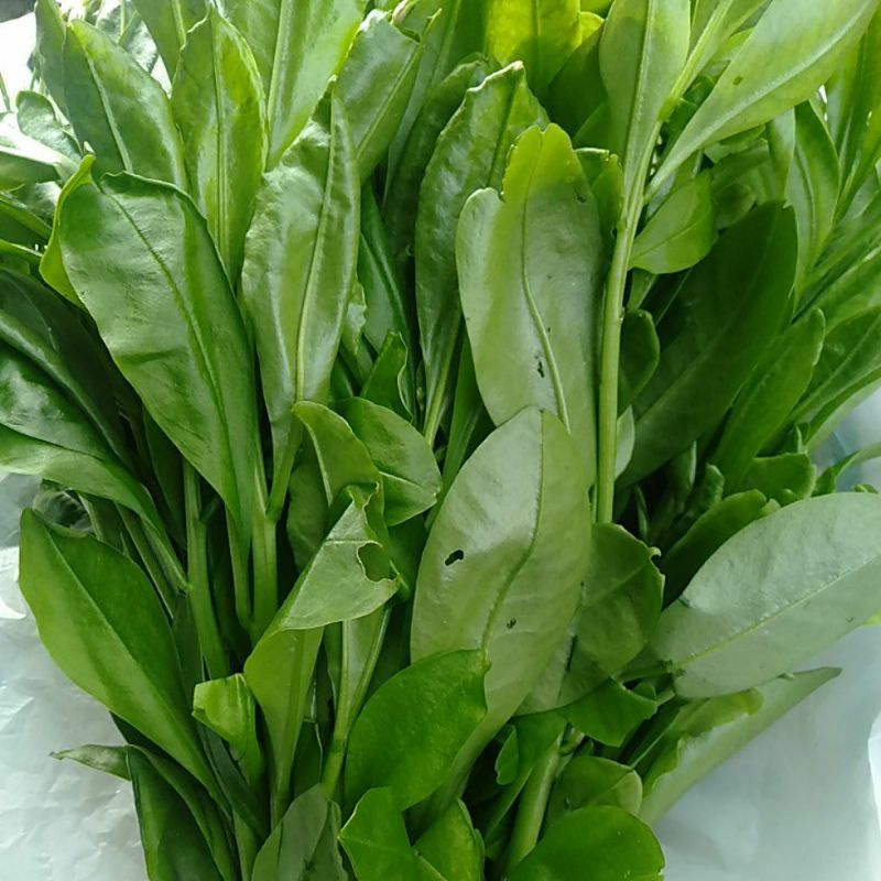 

Sayur Ginseng Som Jawa per ikat minim order 2 ikat@