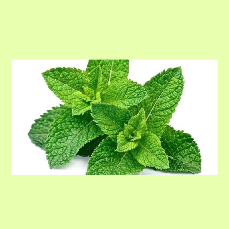 

Daun mint / daun mint fresh