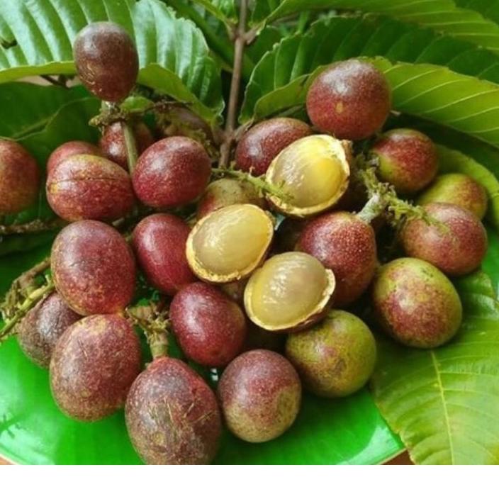 Buah matoa 1kg