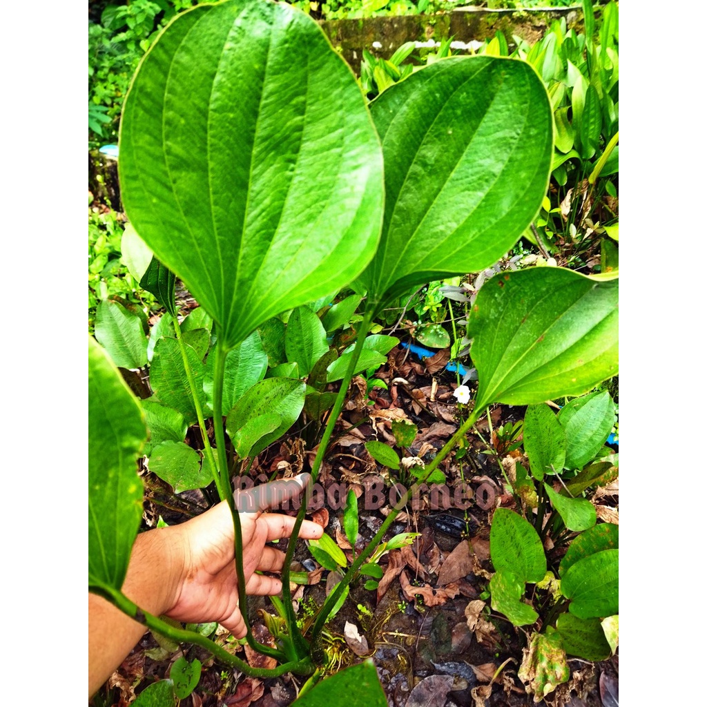 Echinodorus Iguazu 2009 - Tanaman Aquascape