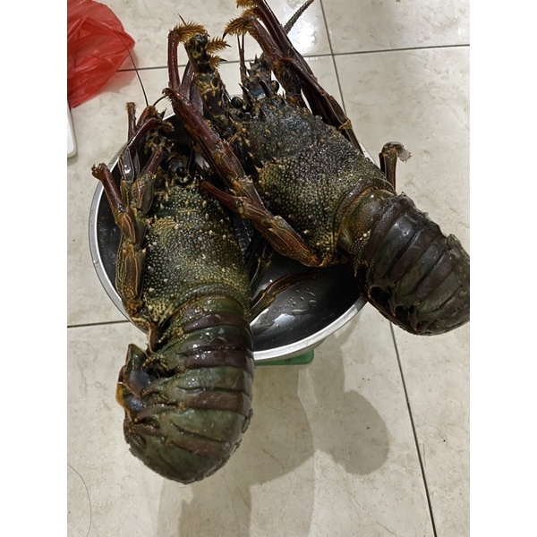 

LOBSTAR LAUT