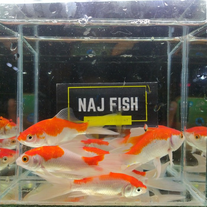 Ikan Komet Merah Slayer Penghias Aquarium Aquascape Gojek Only