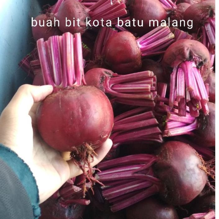 

RECOMENDED buah bit 1 kg kota batu malang fresh ✦ 859