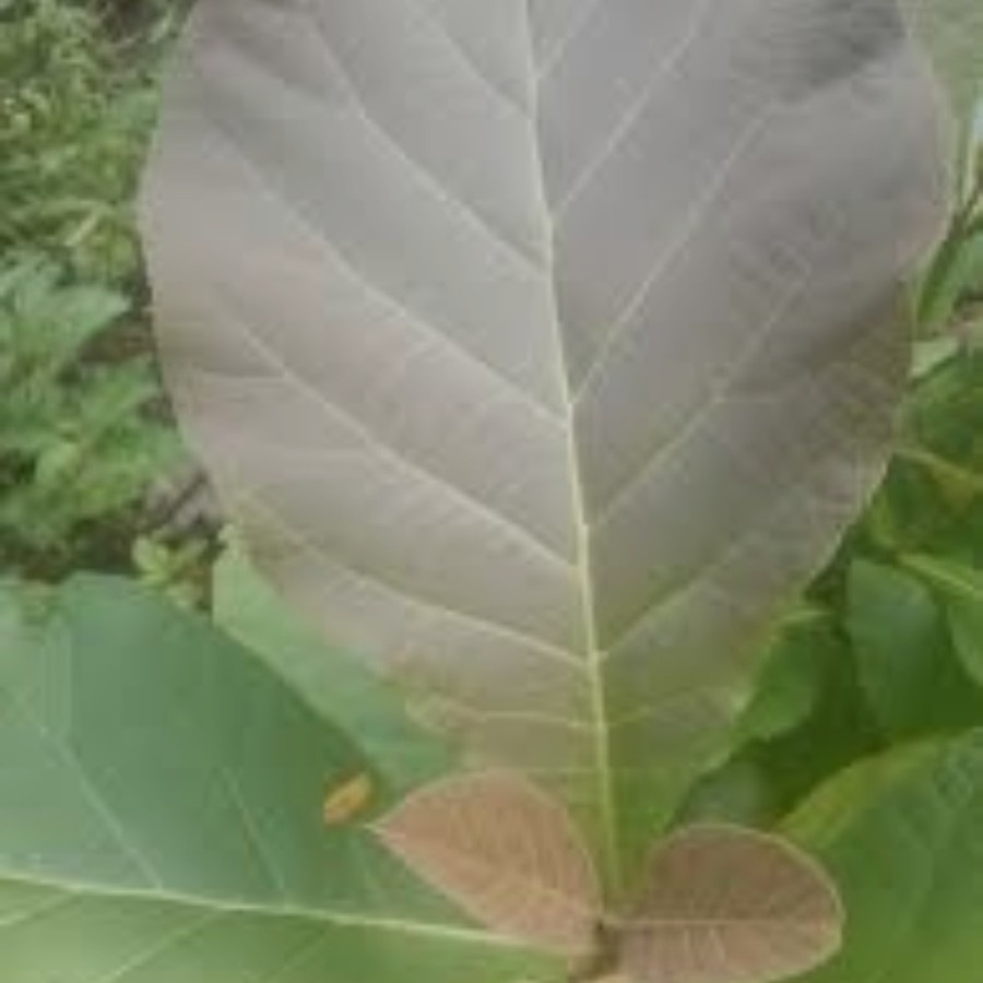 

Jual daun jati muda segar 300gram paling organik daun dipetik dadakan