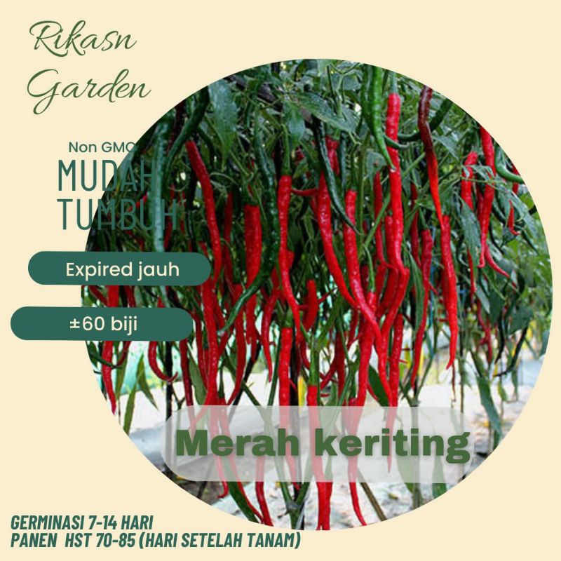 KHUSUS BATAM, BARELANG, BELAKANG PADANG. benih biji bibit cabe merah keriting