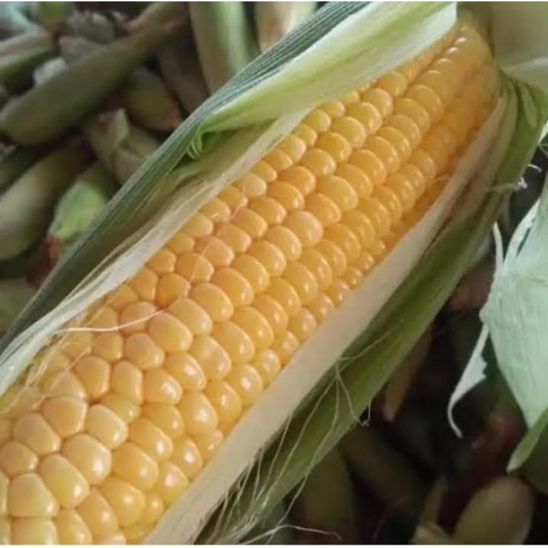 

jagung manis fresh 500grm