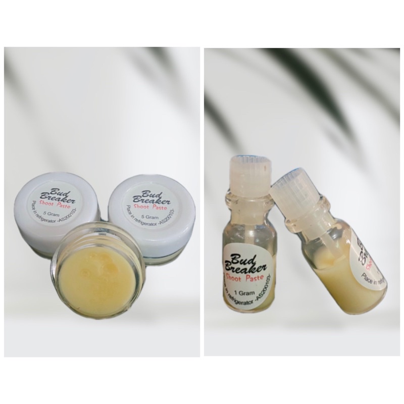 Bud Breaker Hormon Pemicu Tunas Anggrek