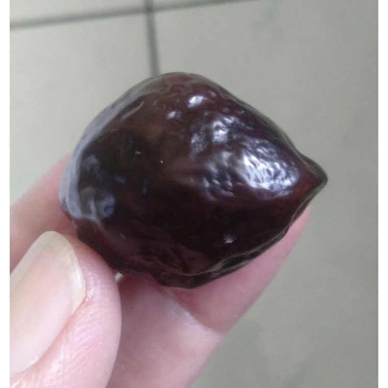 Muncang adu Jalim Ninja Grade A