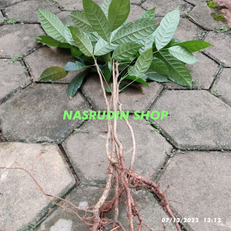 

[Fresh] BIBIT MAHONI CABUTAN / BIBIT POHON KAYU MAHONI