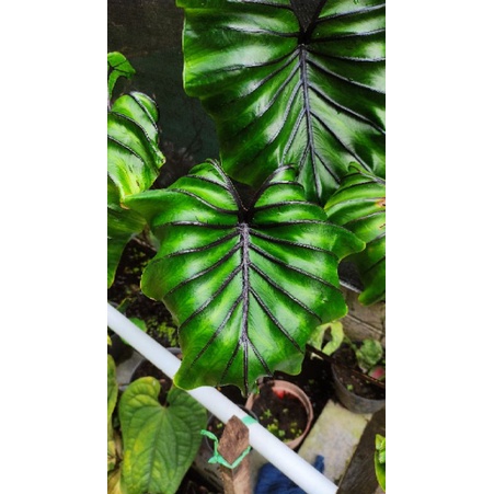 Colocasia Paraoh mask