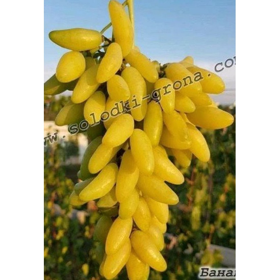 ANGGUR IMPORT BANANA SIAP TANAM DIJAMIN VALID BISA COD