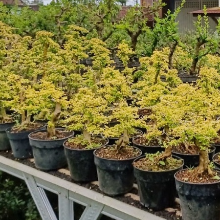 Tanaman Bonsai Hidup Legistrum Golden/ Sunshine Ligustrsum/ Bonsai Kututan Kuning ( Bonsai Jadi Free Pot &amp; Siap Pajang)