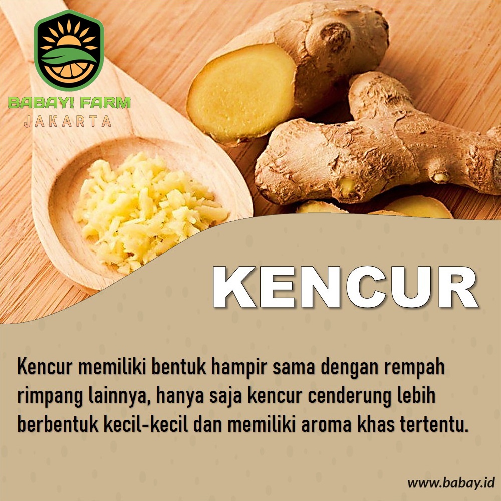 

Kencur 250 500 gram / 1 Kg