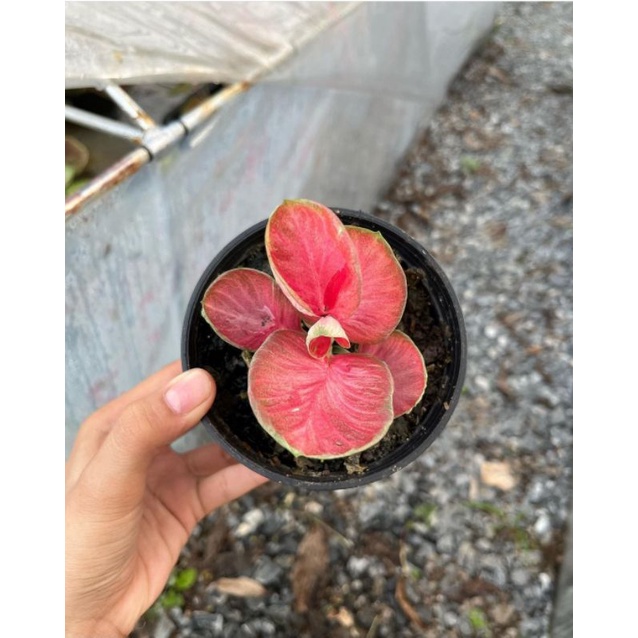 Keladi Hias Thailand Series / Tanaman Hias Keladi Murah