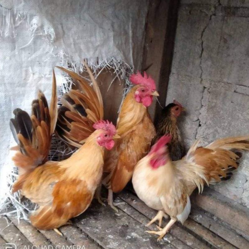 Ayam kate serama dewasa sepasang siap bertelur