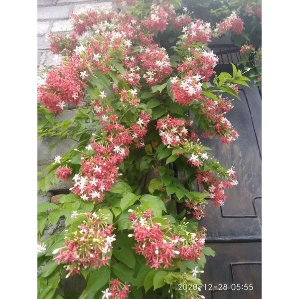 tanaman bunga melati Belanda bunga tumbuk besar foto sampul salah satu indukan di kebun