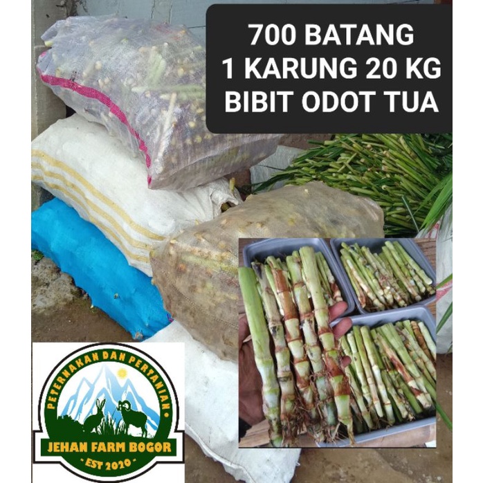 BIBIT RUMPUT ODOT 1 KARUNG 700 BATANG BIBIT ODOT TUA SATU KARUNG