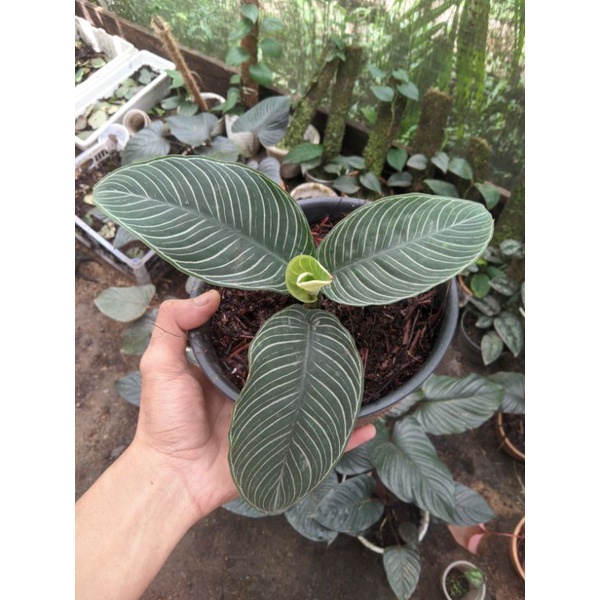 SCHISMATOGLOTTIS CHEVRON / tanaman hias / tanaman darat / hiasan paludarium