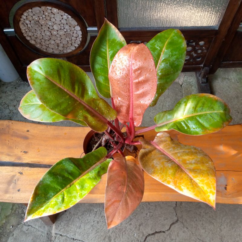 Philodendron  Orange juice