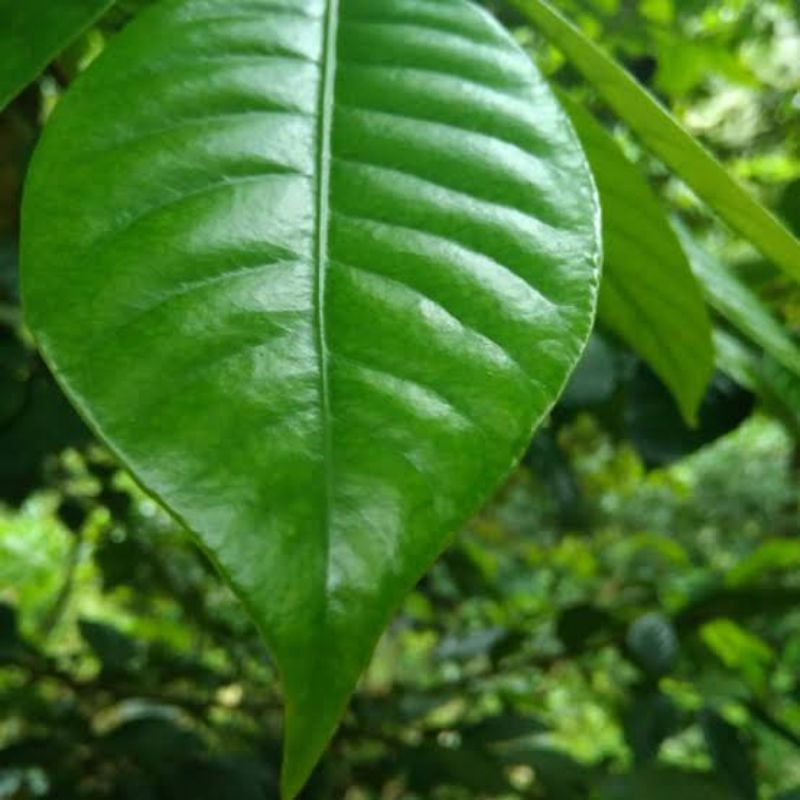 

Daun dukuh/duku segar 100 gr