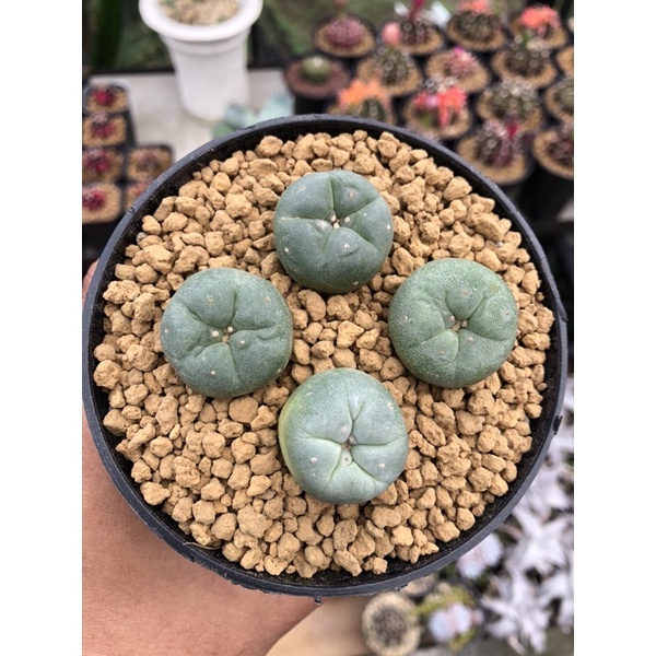 Lophophora Fricii cv Ooibo