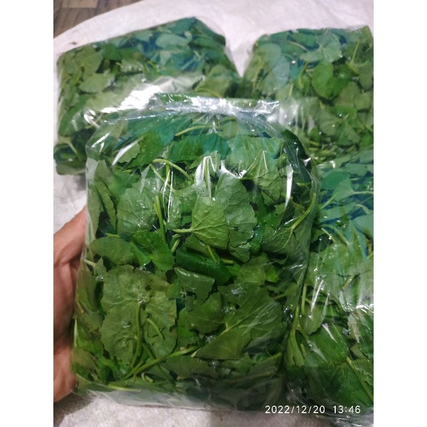 

DAUN PEGAGAN SEGAR 100 GRAM / DAUN PEGAGAN FRESH