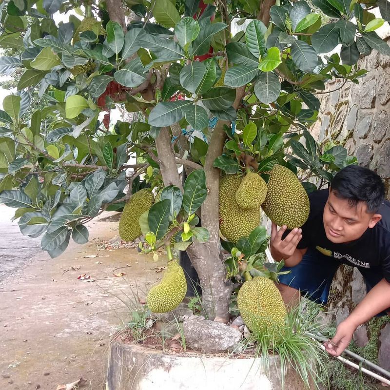 Pupuk Booster Organik Pelebat Buah Nangka Dan Perangsang Agar Cepat Berbuah