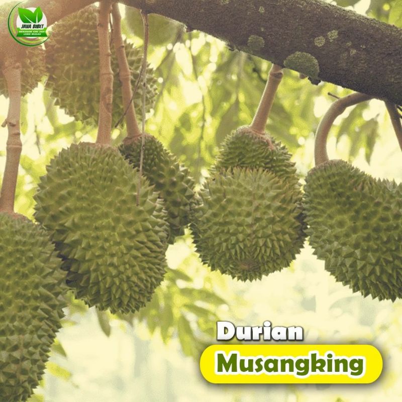 Pupuk Organik Pelebat Buah Dan Booster Durian Cepat Berbuah Lebat