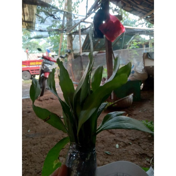 Wijaya Kusuma tanaman hias hidup/bunga gantung