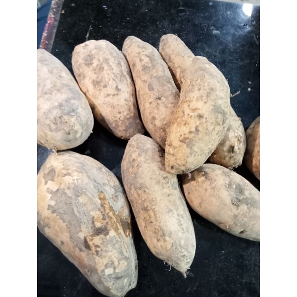 UBI CILEMBU PILIHAN FRESH 1KG