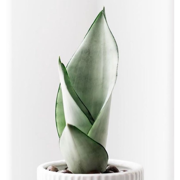 Sansevieria Moonshine / Lidah Mertua Putih